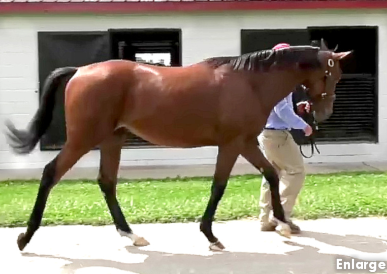 Photo of powerful bay colt by California Chroma out of One More Lillian, while walking