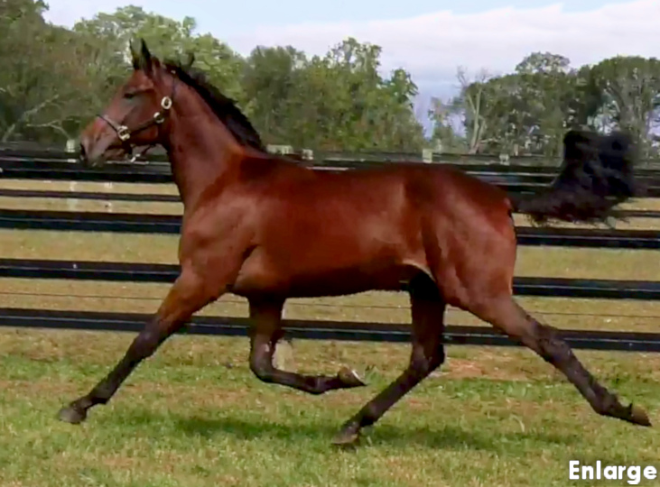 Photo of Saint Ives, a strapping bay yearling colt out of Banbury Cross