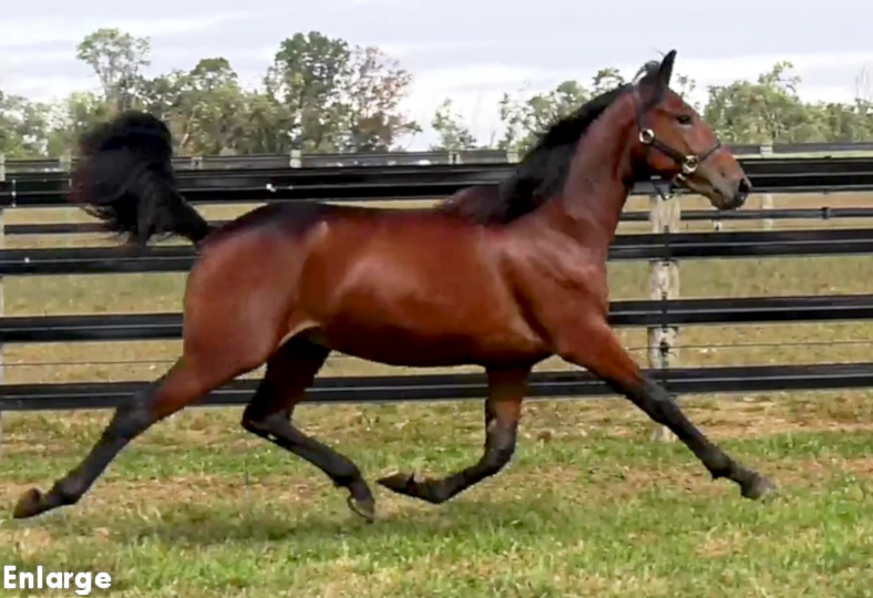 Photo of Suits Me, a strapping bay yearling colt out of Polyester Hanover