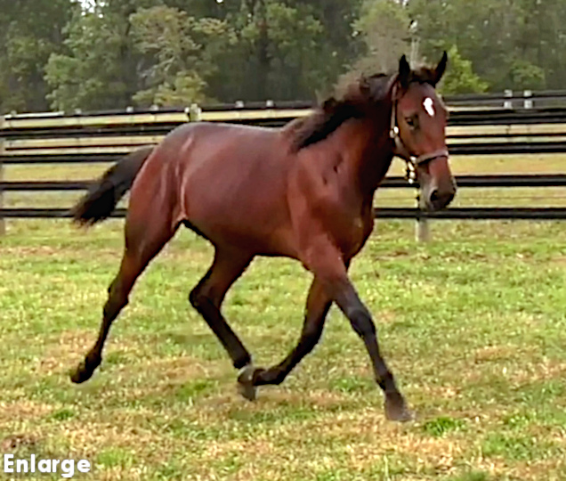 2019 Photo of Swan More Round, a strapping bay yearling colt out of Swan For The Road
