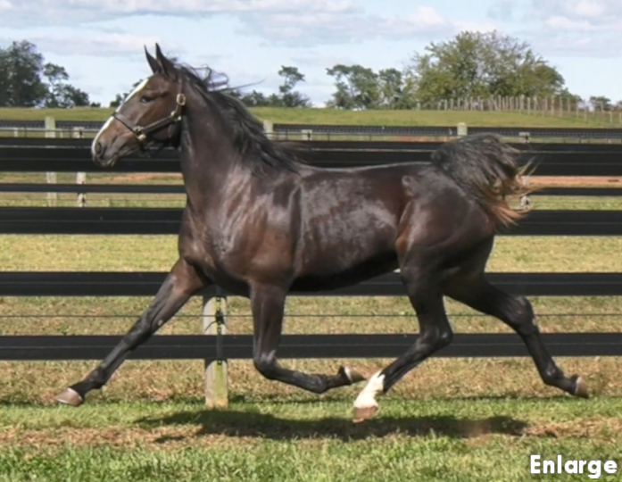 Photo of Kick Em Jenny, an elegant bay yearling filly out of Monroe County