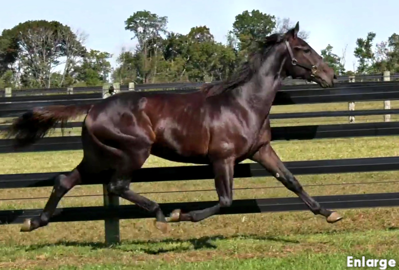 Photo of Oh My Gosh, a powerful bay yearling colt out of Oh My Darlin