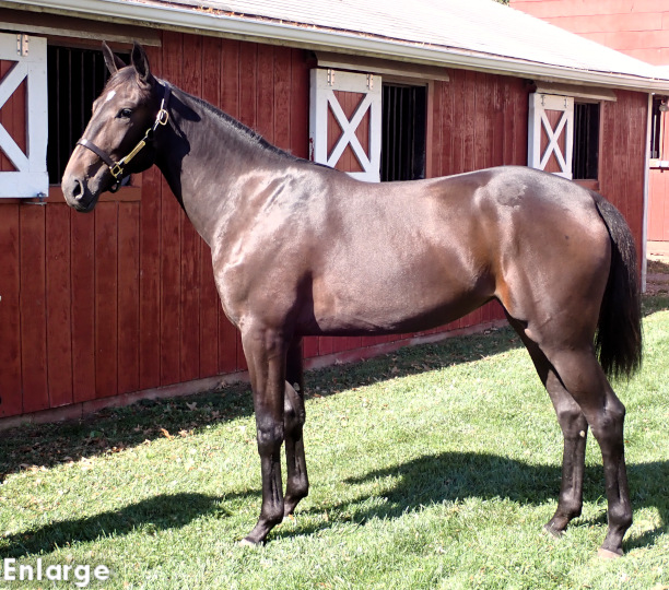 Greenspring, a gorgeous�bay Filly out of Ilia