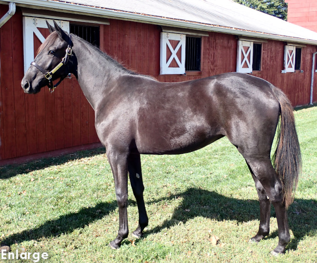 Joy Rider, a bay filly out of Jodi's Jayme