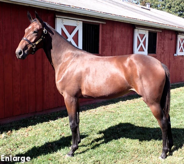 Love Those Legs, a stunning bay filly out of Legzy