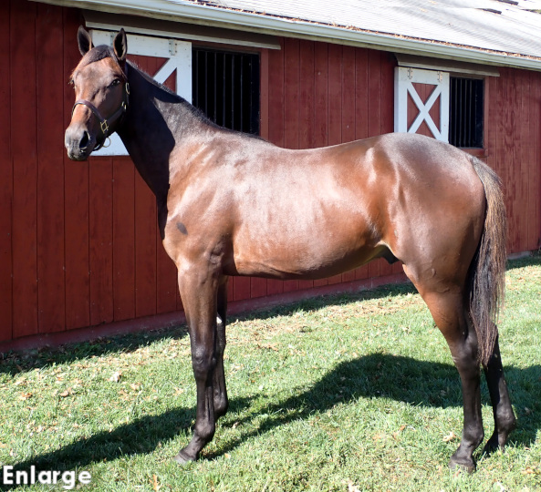 Oh Brother, a powerful bay colt out of Oh My Darlin