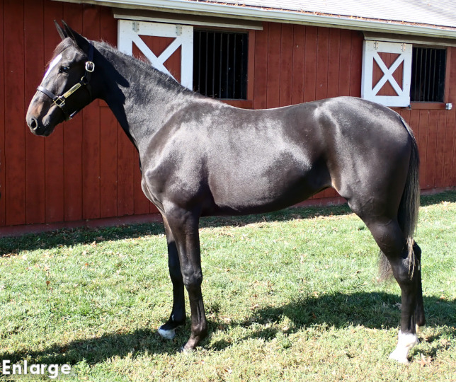 Swan Voyage, a Bay Filly out of Swan For The Road