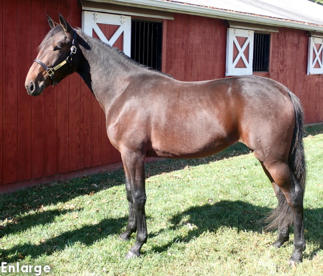 Wish List, an athletic bay Filly out of A List Lindy