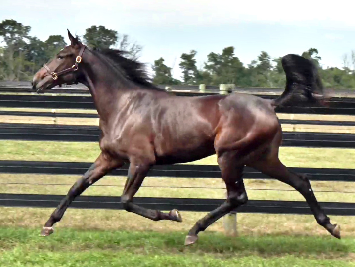 Photo of Greenspring, a gorgeous racy bay yearling filly out of Ilia