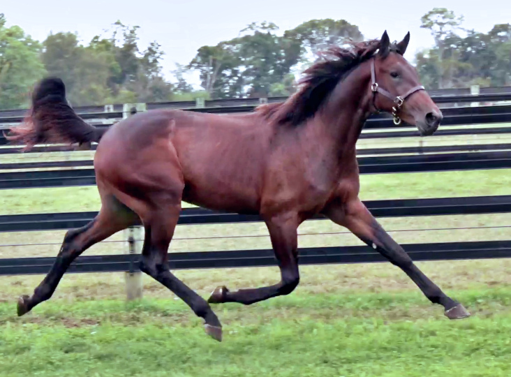 Photo of Oh Brother, an athletic bay yearling colt out of Oh My Darlin