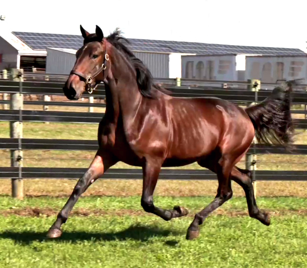 Photo of Wish List, a spectacular bay yearling colt out of A List Lindy