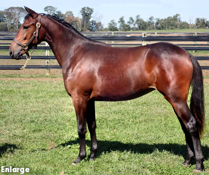 Raggedy Ann, Bay Filly out of Polyester Hanover