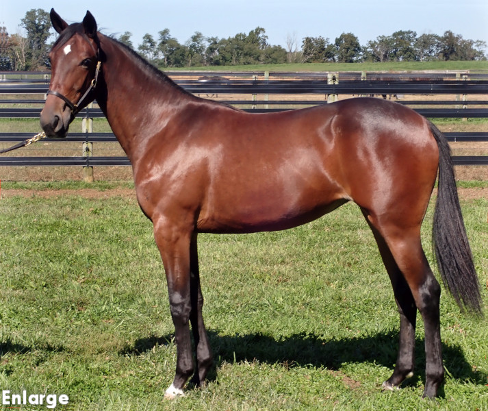 Ghost Post, Bay Filly out of SMS Princess