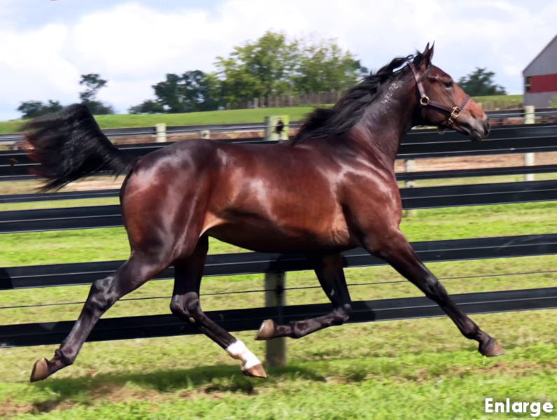 Photo of Go Boom, a powerful bay yearling colt out of Ilia