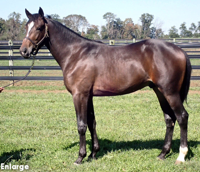 Go Boom, Bay Colt out of Ilia