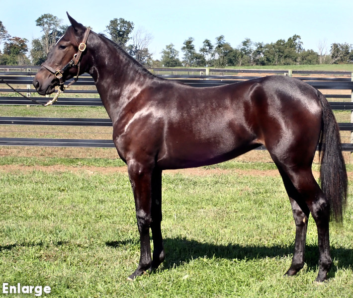 Elegant Bay Filly out of Monroe County