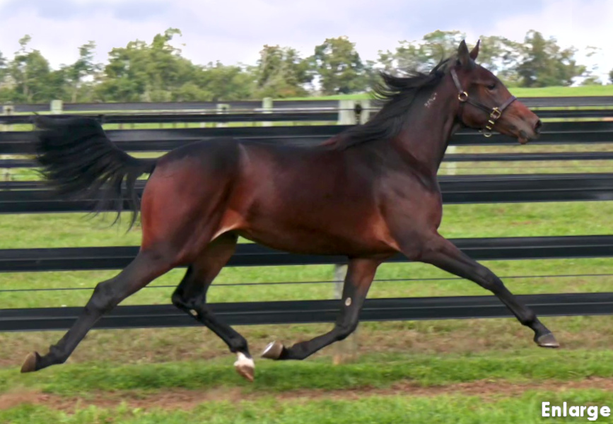 Photo of Lil' Sweet, an elegant bay yearling filly out of Legzy