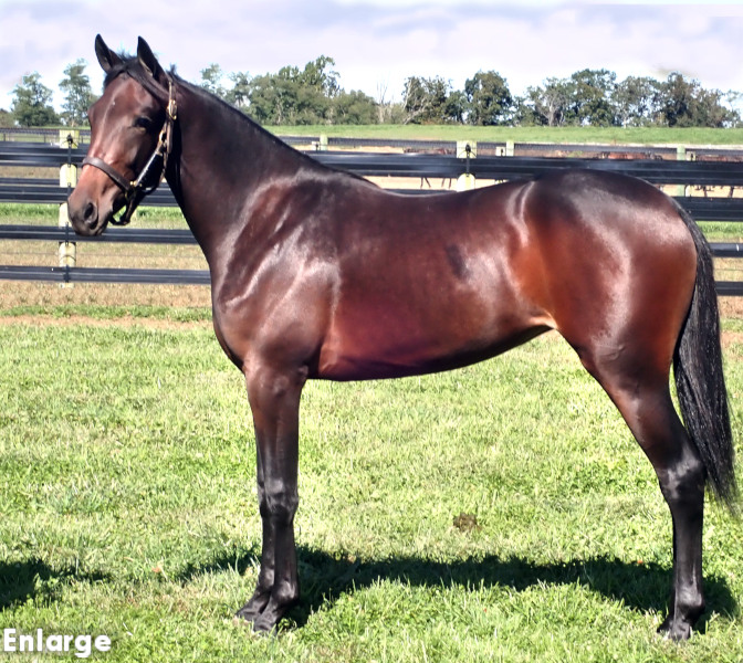 Bay Filly out of Sweetspellosuccess