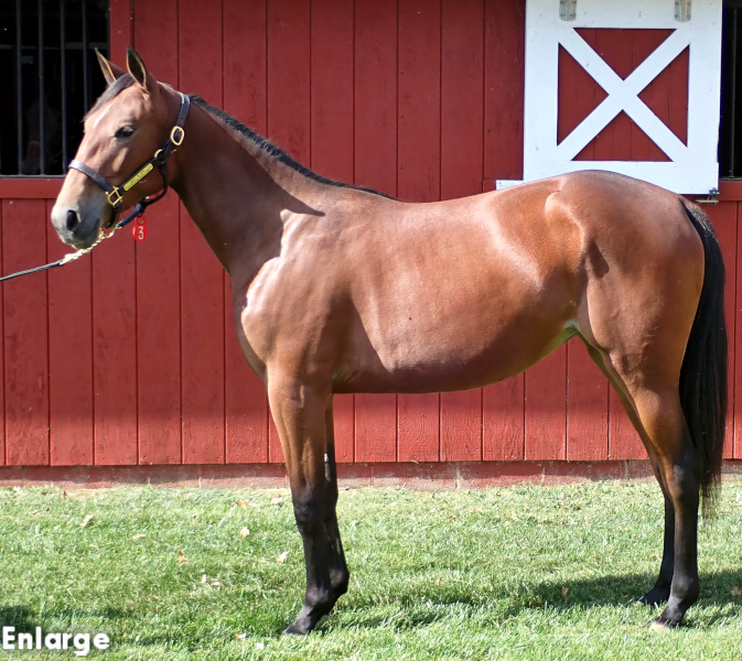 Angel Be Mine, a bay filly by Chapter Seven and out of McKees Angel
