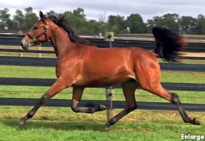 Photo of Angel Be Mine, an elegant bay yearling filly out of McKees Angel