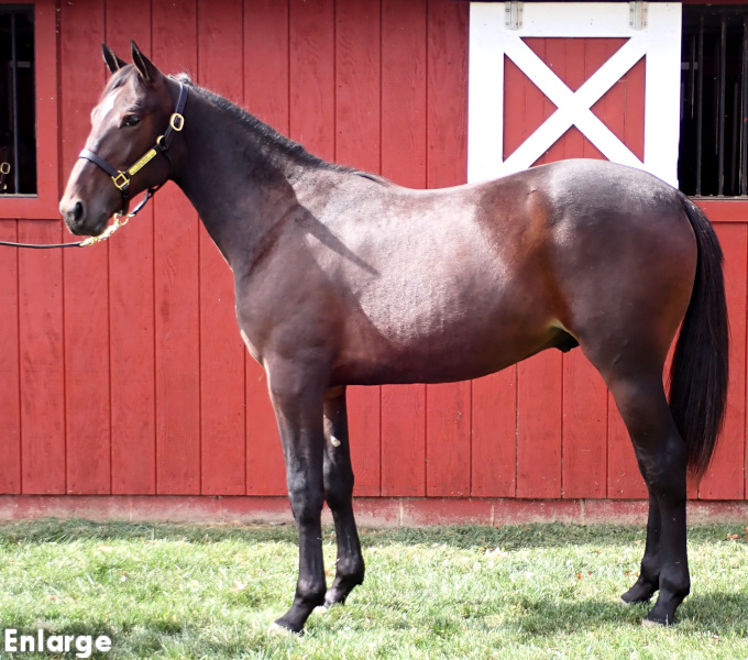 Darlin Boy, a bay colt by Muscle Hill and out of Oh My Darlin