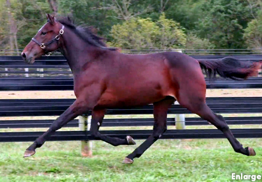 Photo of Darlin' Boy, a powerful bay yearling colt out of Oh My Darlin