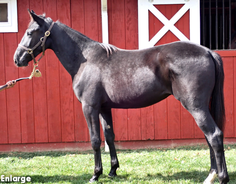 Flippant, a brown filly by Bold Eagle and out of Andovertheplace