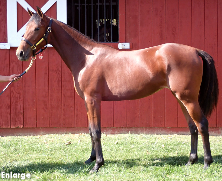 Glitterati, a bay filly by Readly Express and out of A List Lindy