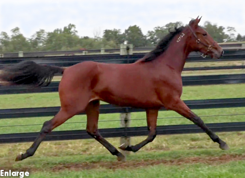 Photo of Glitterati, an elegant bay yearling filly out of A List Lindy