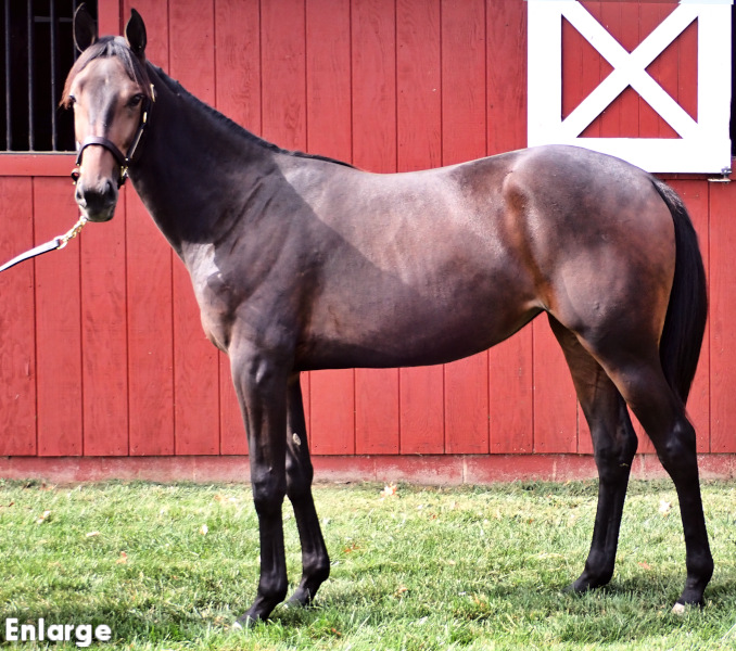 Great Legs, a brown filly by Greenshoe and out of Legzy