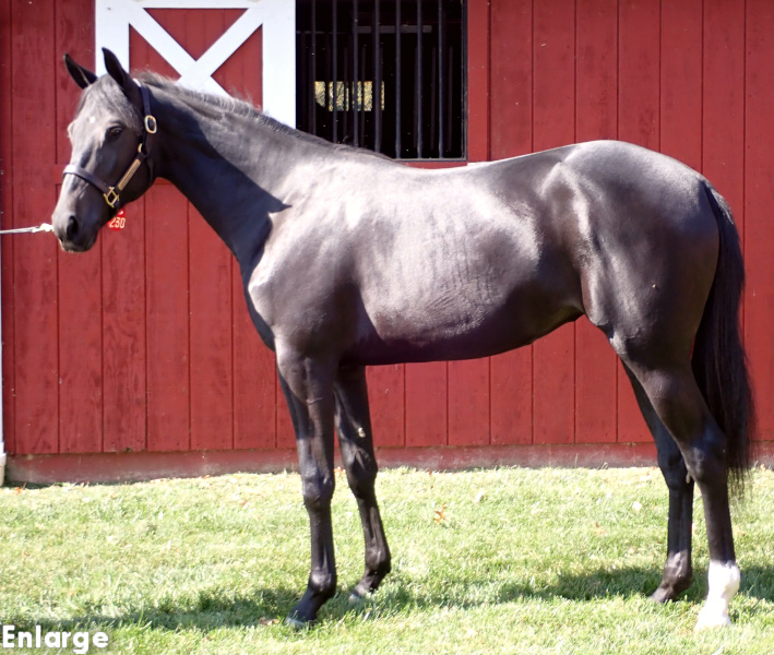 Just Teasing, a bay filly by Captain Corey and out of Just Joshing