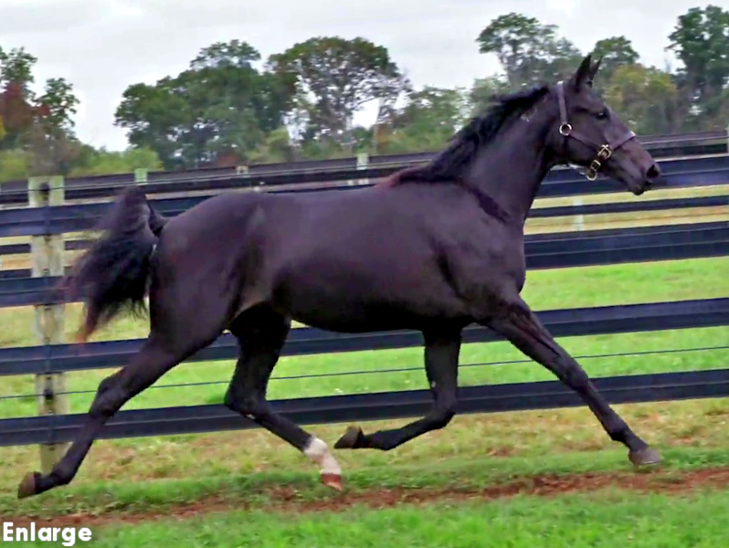 Photo of Just Teasing, an elegant bay yearling filly out of Just Joshing