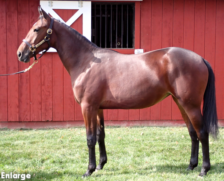 Meme Queen, a bay filly by Propulsion and out of SMS Princess