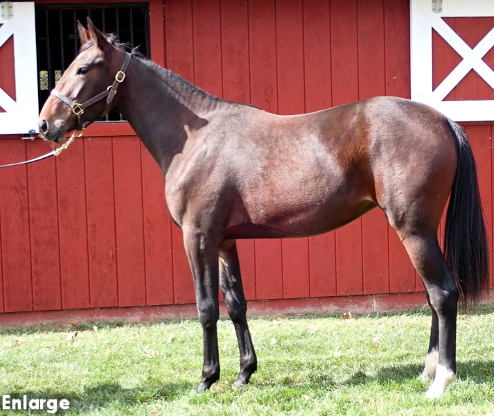 Shes A Rainbow, a bay filly by Muscle Hill and out of Ilia