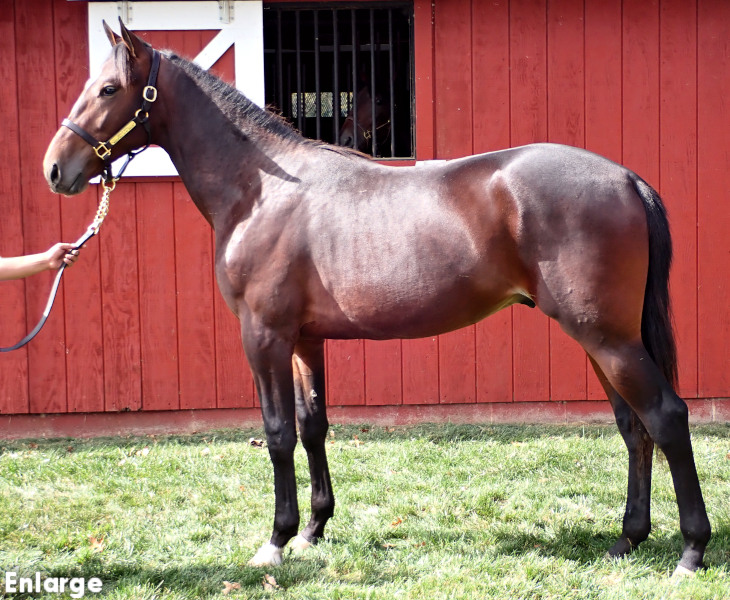 Swan Wayne, a bay colt by Bar Hopping and out of Swan For The Road