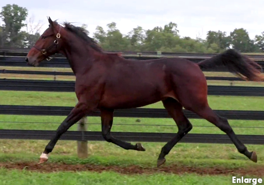 Photo of Swan Wayne, a striking bay yearling colt out of Swan For The Road