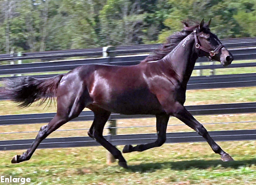 Photo of Casual Style, a brown yearling filly out of Enjoystile NO