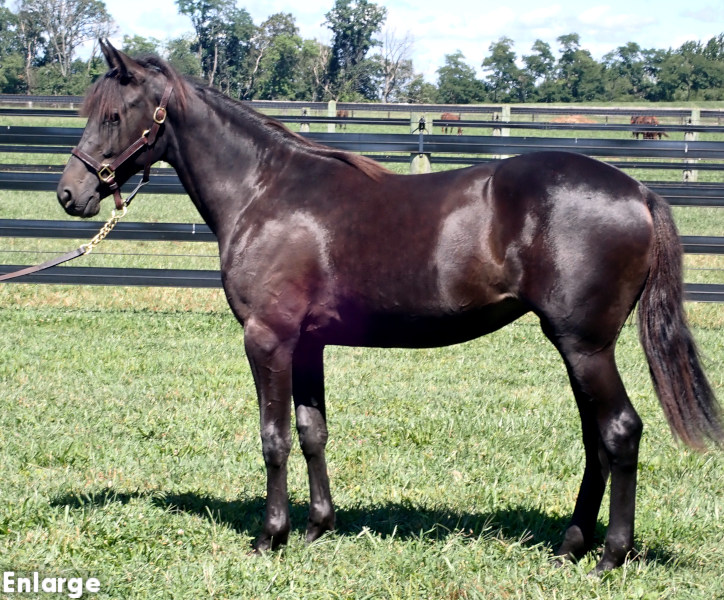 Casual Style, a brown filly by Temporal Hanover and out of Enjoystile