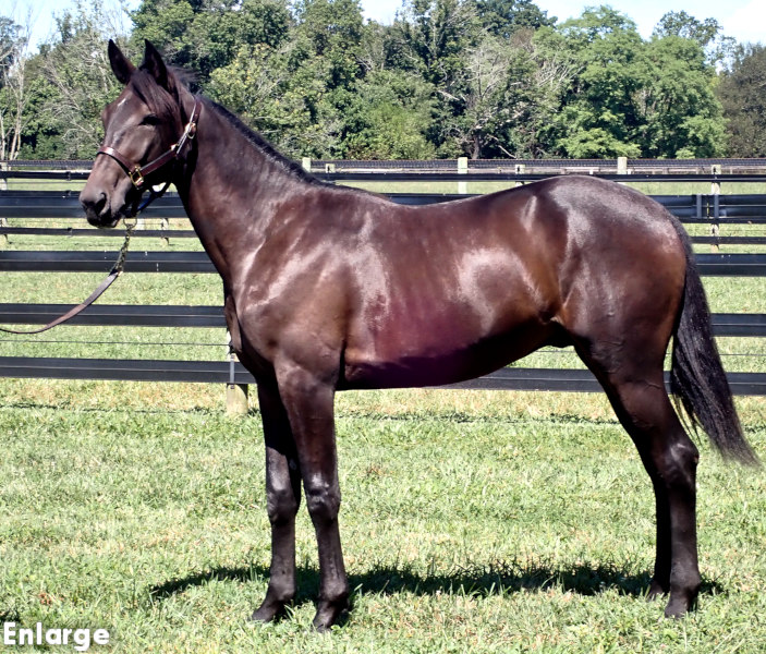 Detonate, a brown colt by Greenshoe and out of Ilia