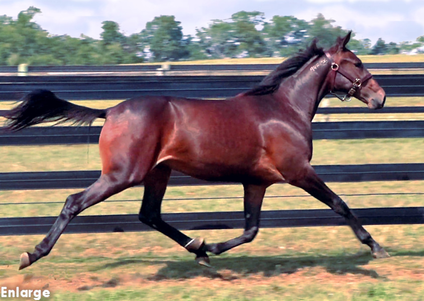 Photo of Fun And Games, an elegant bay yearling filly out of Just Joshing