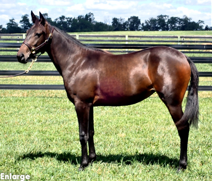 Fun And Games, a bay filly by Greenshoe and out of Just Joshing