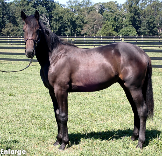 Jailbreak, a brown colt by Swan for All and out of Jodi's Jayme