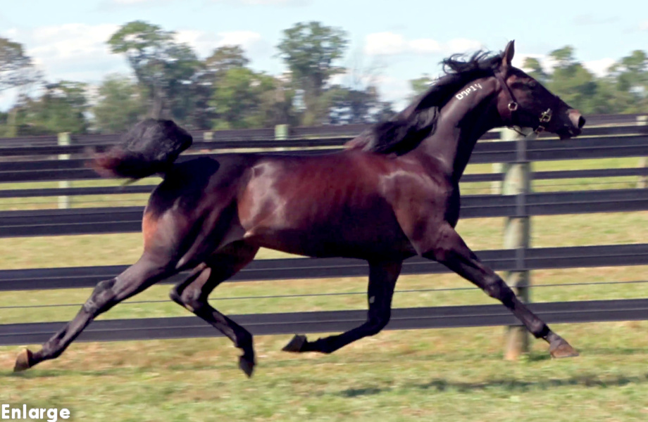 Photo of Jailbreak, an powerful brown yearling colt out of Jodi's Jayme