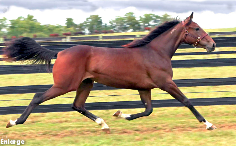 Photo of Jet Legs, an elegant bay yearling filly out of Legzy