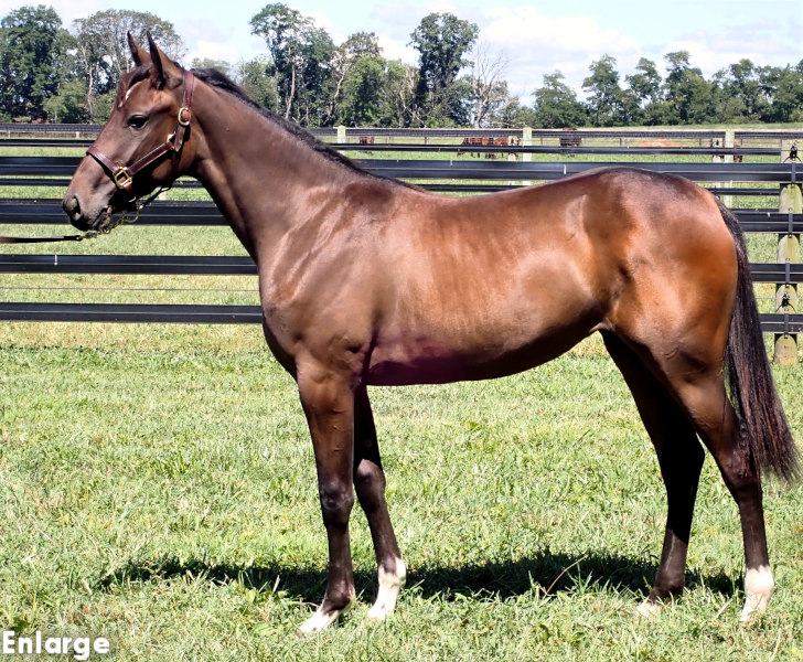 photo of Jet Legs, a bay filly by King Of The North and out of Legzy