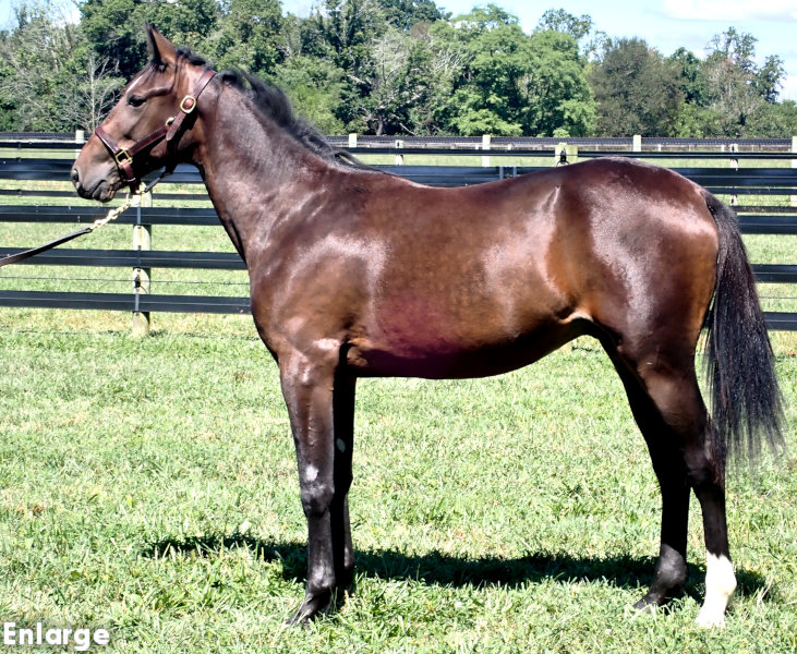 Left Bank, a bay colt by Bold Eagle and out of Monroe County