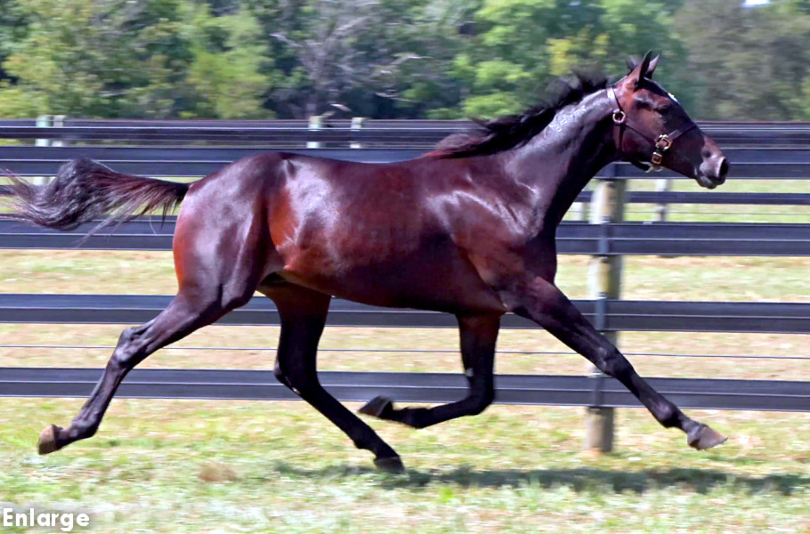 Photo of Oh Let's Go, an athletic bay yearling colt out of Oh My Darlin'