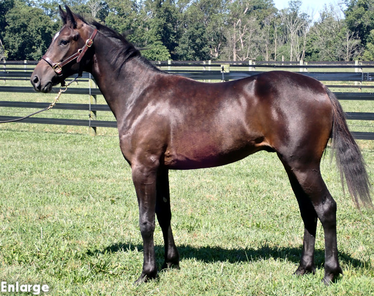 Photo of Oh Let's Go, a bay colt by Rebuff and out of Oh My Darlin'