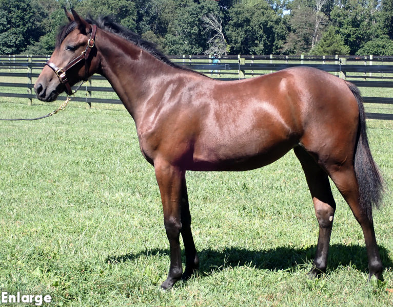 Hip 284 - Precious Pearl, a bay filly by Chapter Seven and out of Is A Pearl