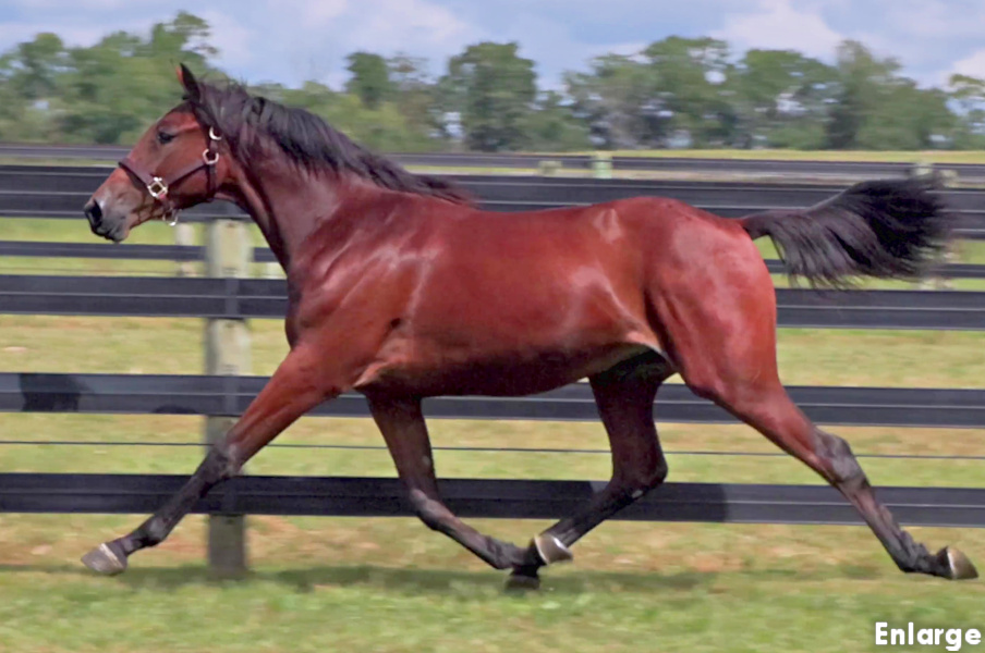 Photo of Precious Pearl, an elegant bay yearling filly out of Is A Pearl